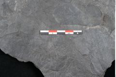 Foto (Detailansicht) von Plantae indet.  (NHMW-GEO-2024-0188-11541)